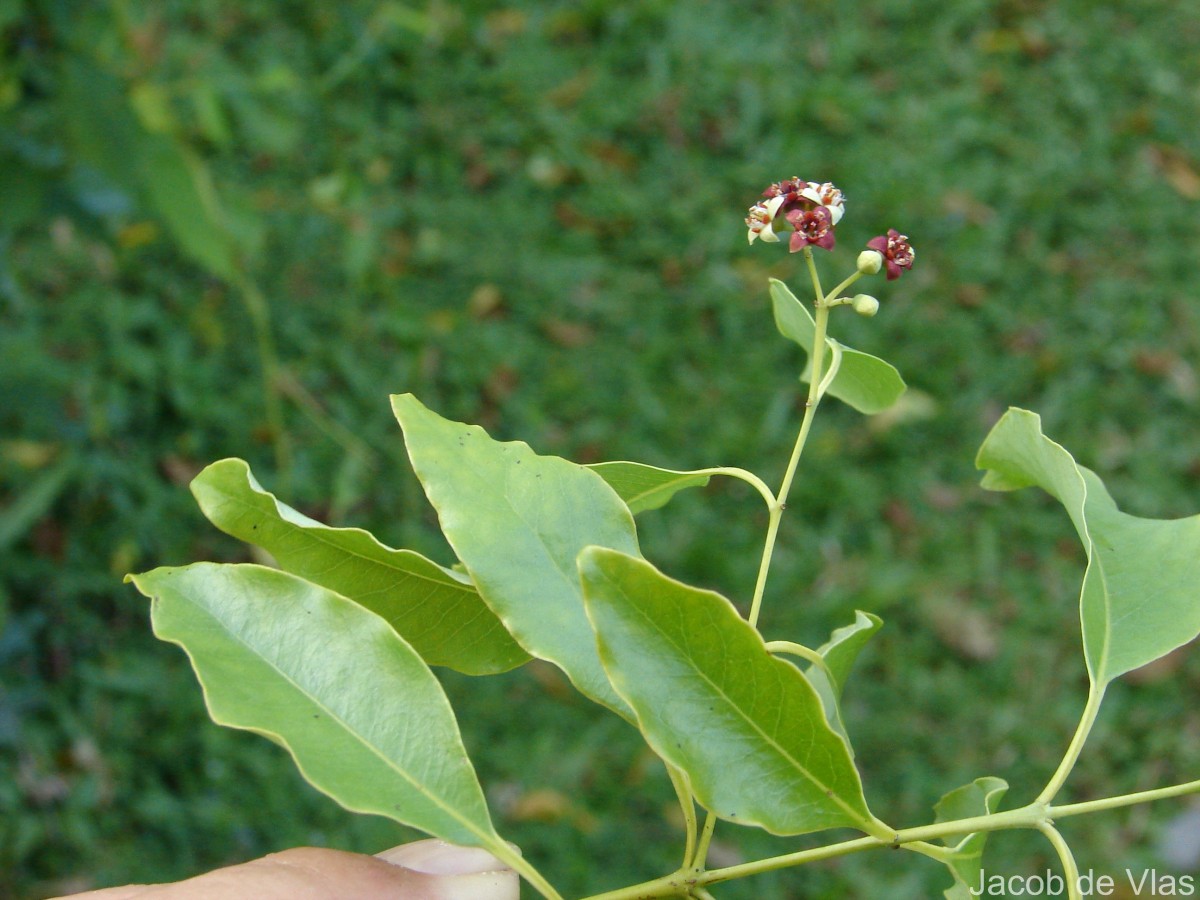 Santalum album L.